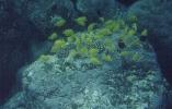 Body Glove Snorkelling - Yellow Tang.